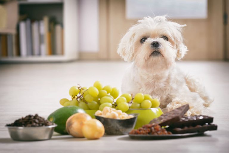 11 loại thực phẩm tốt cho người nhưng gây hại cho chó