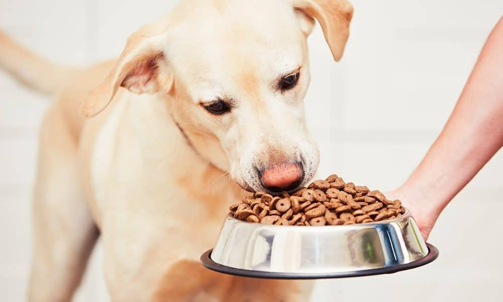 Nên và không nên cho chó ăn gì? TOP loại thức ăn cho chó tốt cho sức khoẻ  và hệ tiêu hoá - Vua Nệm
