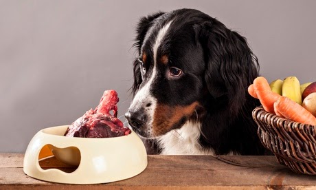 8 sai lầm khi cho chó ăn khiến chúng dễ bệnh - Tapilu