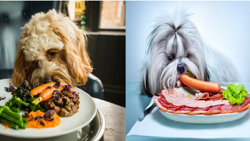 2 cách chế biến thức ăn cho chó đơn giản tại nhà