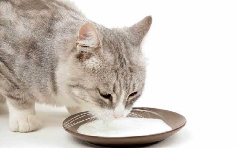 Top 03 các loại thức ăn bổ sung canxi cho mèo hiệu quả