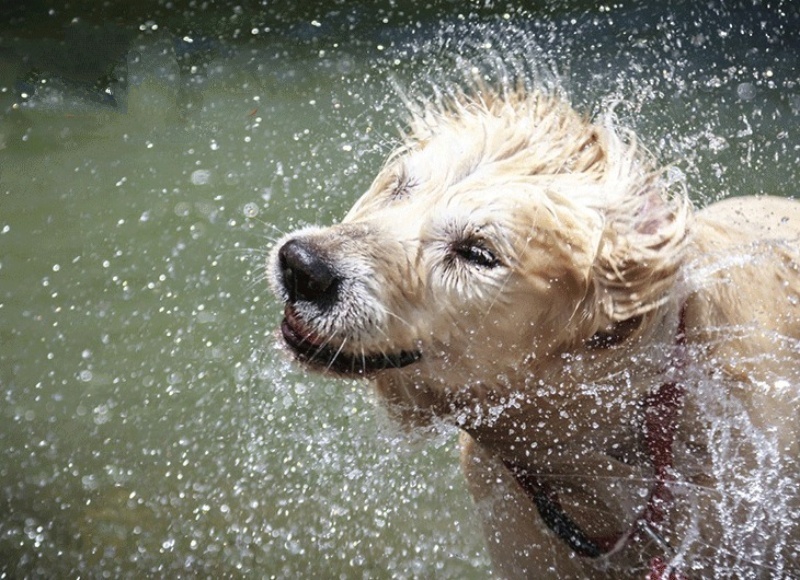 Bạn cần chú ý điều gì khi chăm sóc lông cho chó vào mùa mưa gió ẩm ướt? -  Bệnh viện Thú Y Thi Thi TP HCM