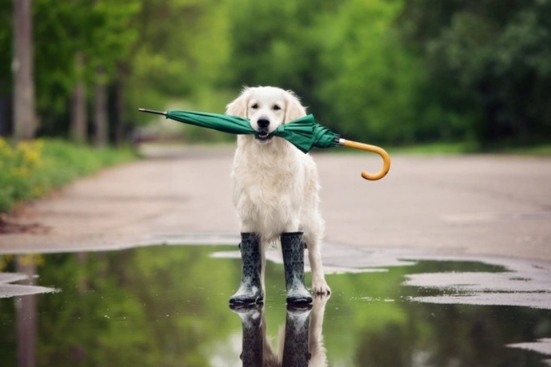 Bạn cần chú ý điều gì khi chăm sóc lông cho chó vào mùa mưa gió ẩm ướt? -  Bệnh viện Thú Y Thi Thi TP HCM