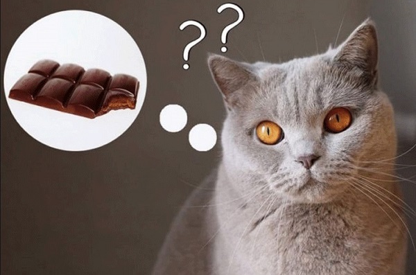 Mèo Ăn Sô Cô La Được Không? Cách Xử Lý Khi Mèo ăn Phải Socola