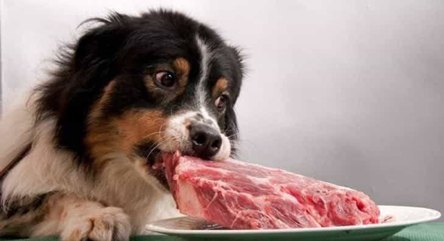 Bữa ăn có quá nhiều thịt có thực sự tốt cho chó, mèo không? – ABOSS PREMIUM