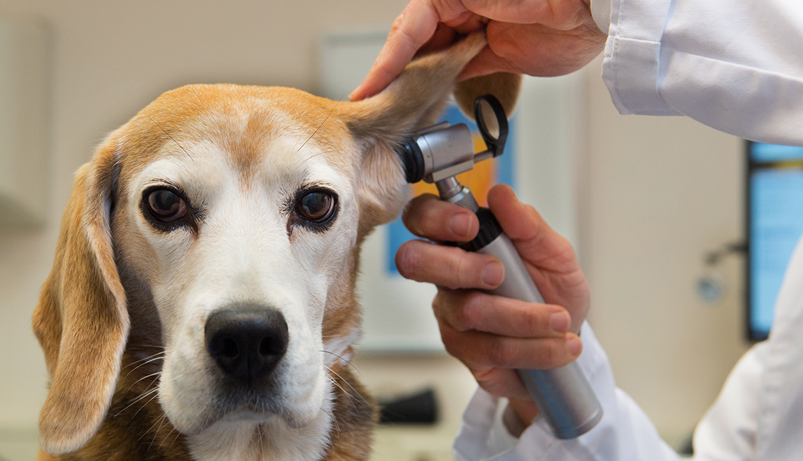Tổng hợp về các căn bệnh ngoài da ở chó và cách điều trị đúng cách P1
