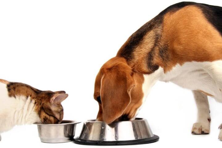 Cho mèo ăn thức ăn của chó & Chó có ăn được đồ ăn của mèo?