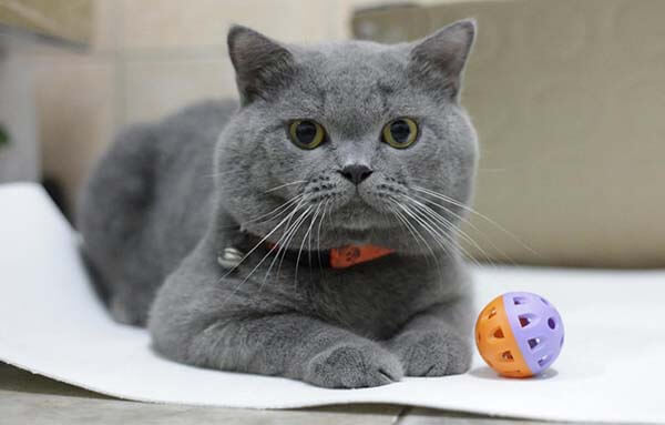 Ve mèo: Đừng bỏ qua hình ảnh này về ve mèo! Bạn sẽ được tìm hiểu những thông tin thú vị về cách diệt ve cho mèo cưng của mình.