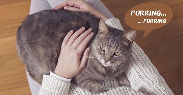 Ngôn ngữ riêng để nói chuyện với mèo- Cách giao tiếp với mèo - Phụ Kiện & Spa Chó Mèo Hà Nội
