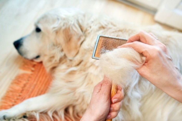 Nguyên nhân chó bị rụng lông và cách chữa rụng lông ở chó