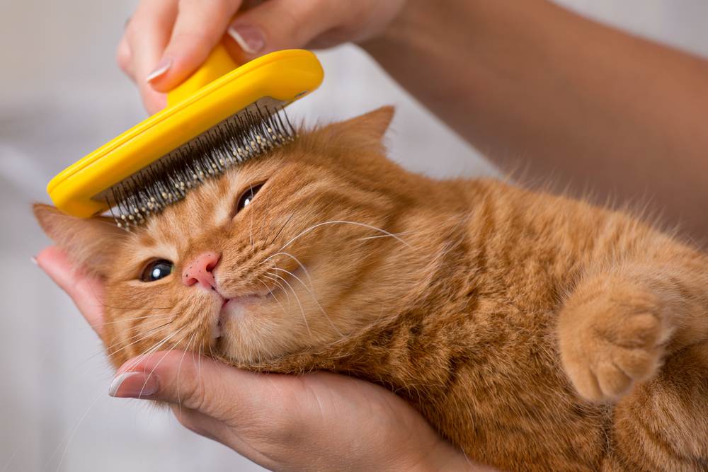 Bệnh búi lông ở mèo - Hướng dẫn cách tiêu búi lông cho mèo