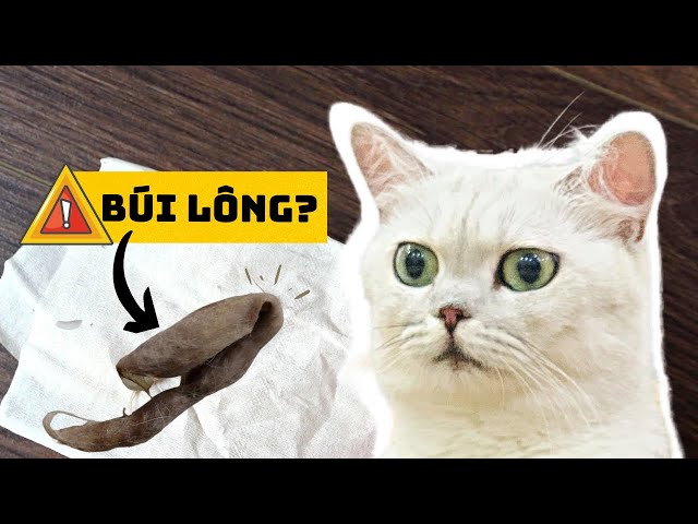 Sự Nguy Hiểm Của Búi Lông Mèo ☄️🐈 - YouTube