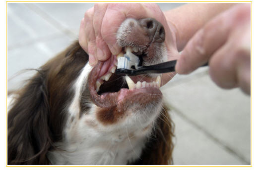 Tại sao phải đánh răng cho chó và cách làm - Mèo Cún