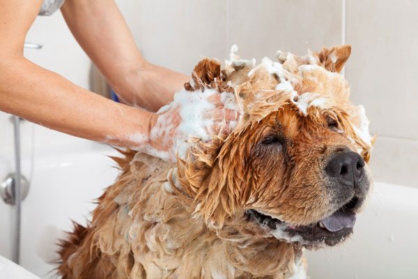 Tôi có thể tắm cho chó bằng dầu gội đầu dành cho người không? - Thú cảnh