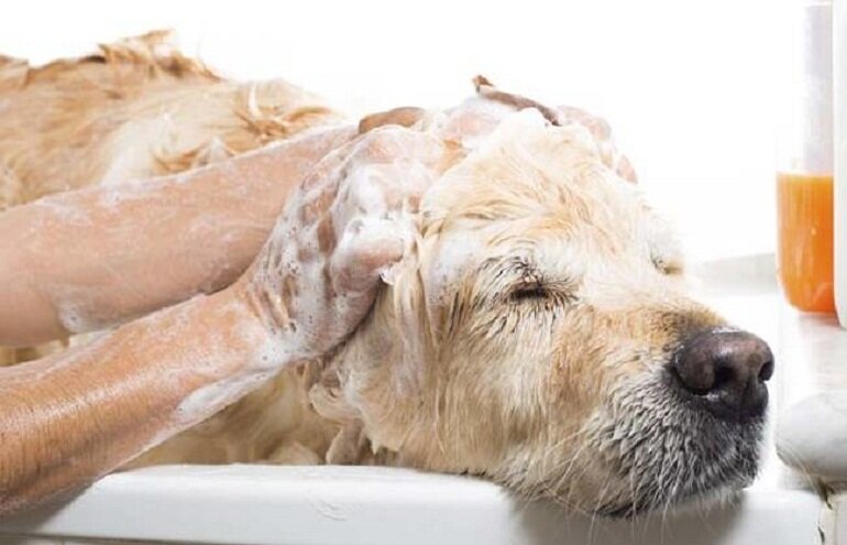 Sữa tắm của người có tắm được cho chó không? | websosanh.vn