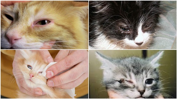 Mèo Bị Đau Mắt, sưng mắt, cách chữa trị đau mắt cho mèo con