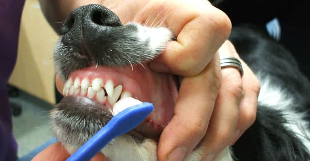 Cách Đánh Răng Cho Chó Theo Phương Pháp Của Bác Sĩ Pethealth – PetHealth