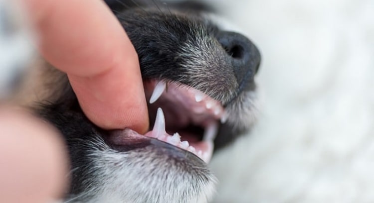 Chó bị ngứa răng - Nguyên nhân và cách khắc phục hiệu quả