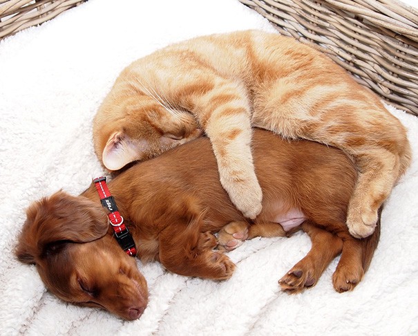 Chó mèo không “ghét nhau” như chúng ta tưởng, thông qua những bức ảnh siêu  yêu này - Bệnh viện Thú Y Thi Thi TP HCM