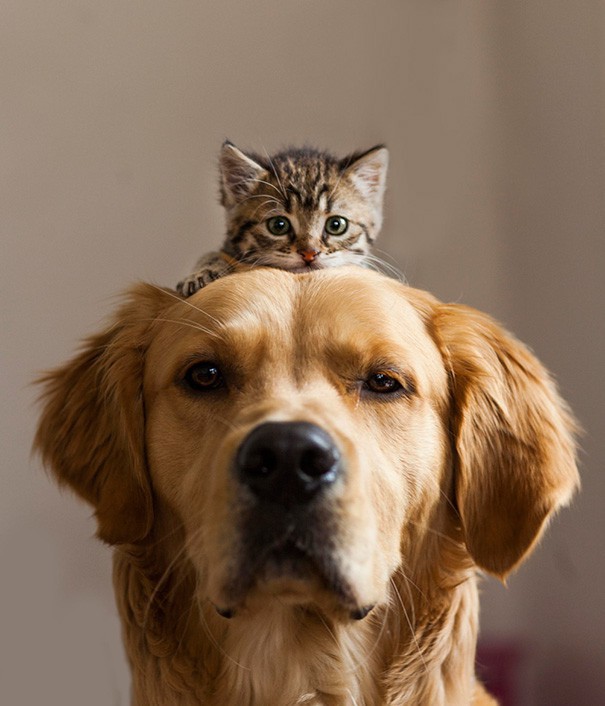 Những bức ảnh chứng minh chó mèo không "ghét nhau" như chúng ta tưởng