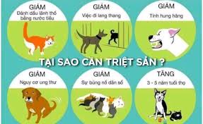 SaiGon Pets Adoption - ☘ HÃY ĐĂNG KÝ TRIỆT SẢN CHO CHÓ MÈO TRƯỞNG THÀNH TỪ  6 THÁNG TUỔI CÙNG #SaiGon_Pets_Adoption ! VÌ MỘT TƯƠNG LAI KHÔNG CÒN CHÓ MÈO  BỊ BỎ