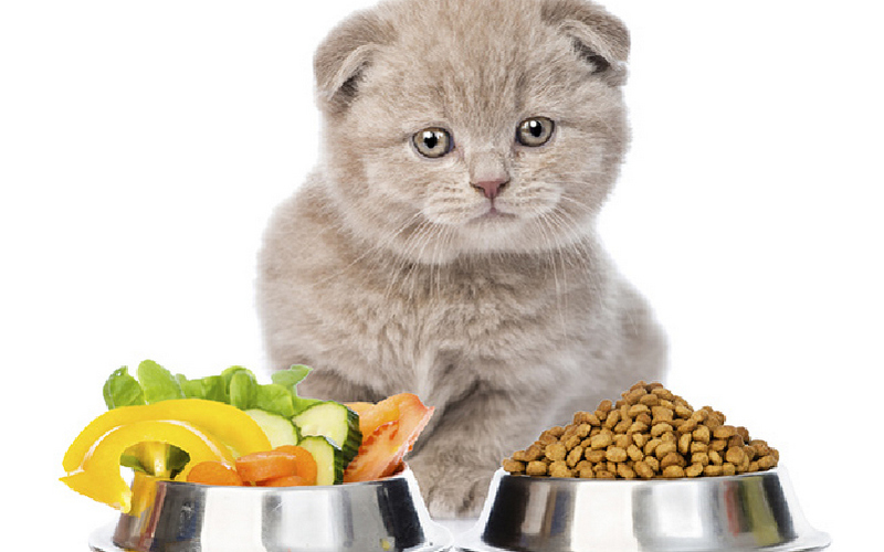 Lựa chọn thức ăn mèo cần lưu ý những thông tin gì?