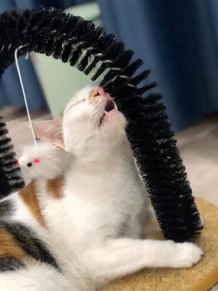 kiotviet_cbcaa4ac2971c83be9c798438f78c447